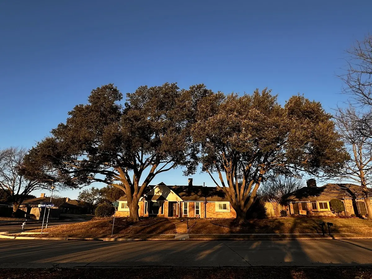 Established residential canopy tree shading a home in Elk City